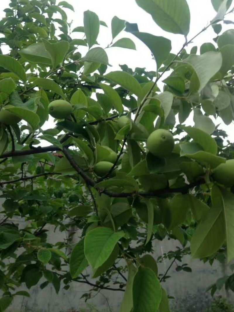 木瓜树171~200cm
