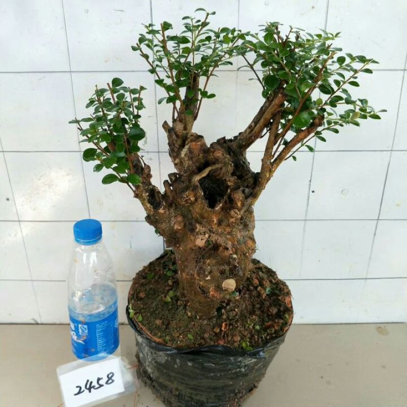 树桩赤楠