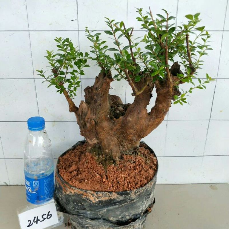 树桩赤楠