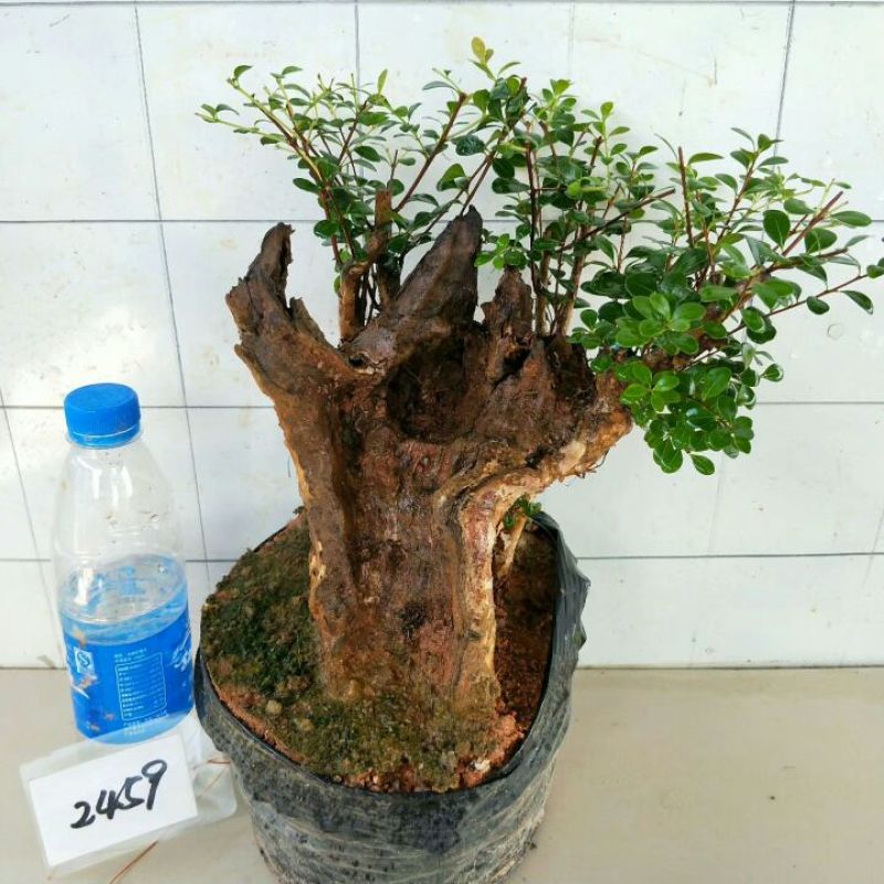 树桩赤楠