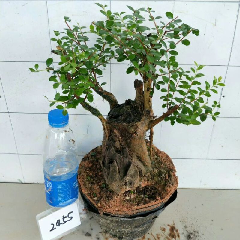 树桩赤楠