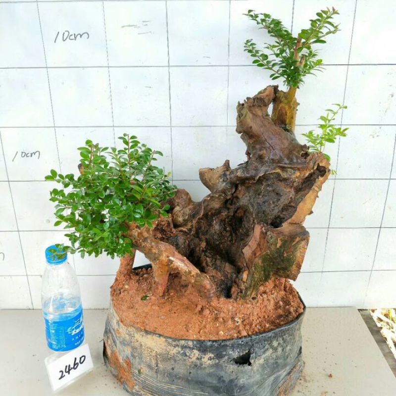 树桩赤楠