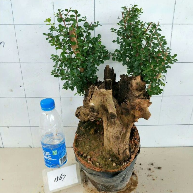 树桩赤楠