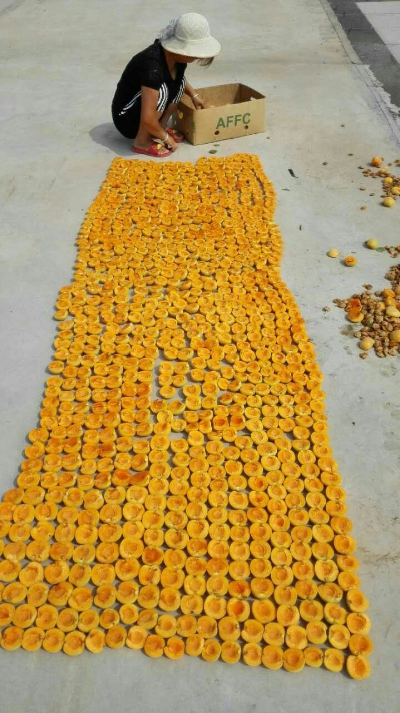 杏干