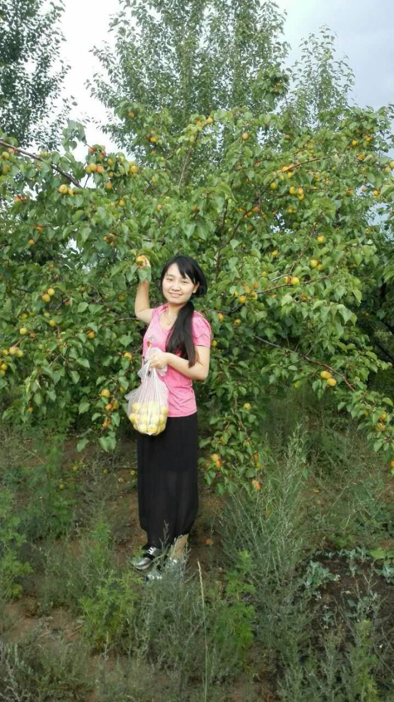 杏干