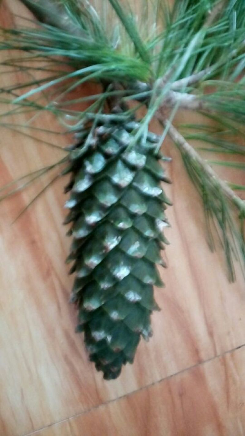 松树种子