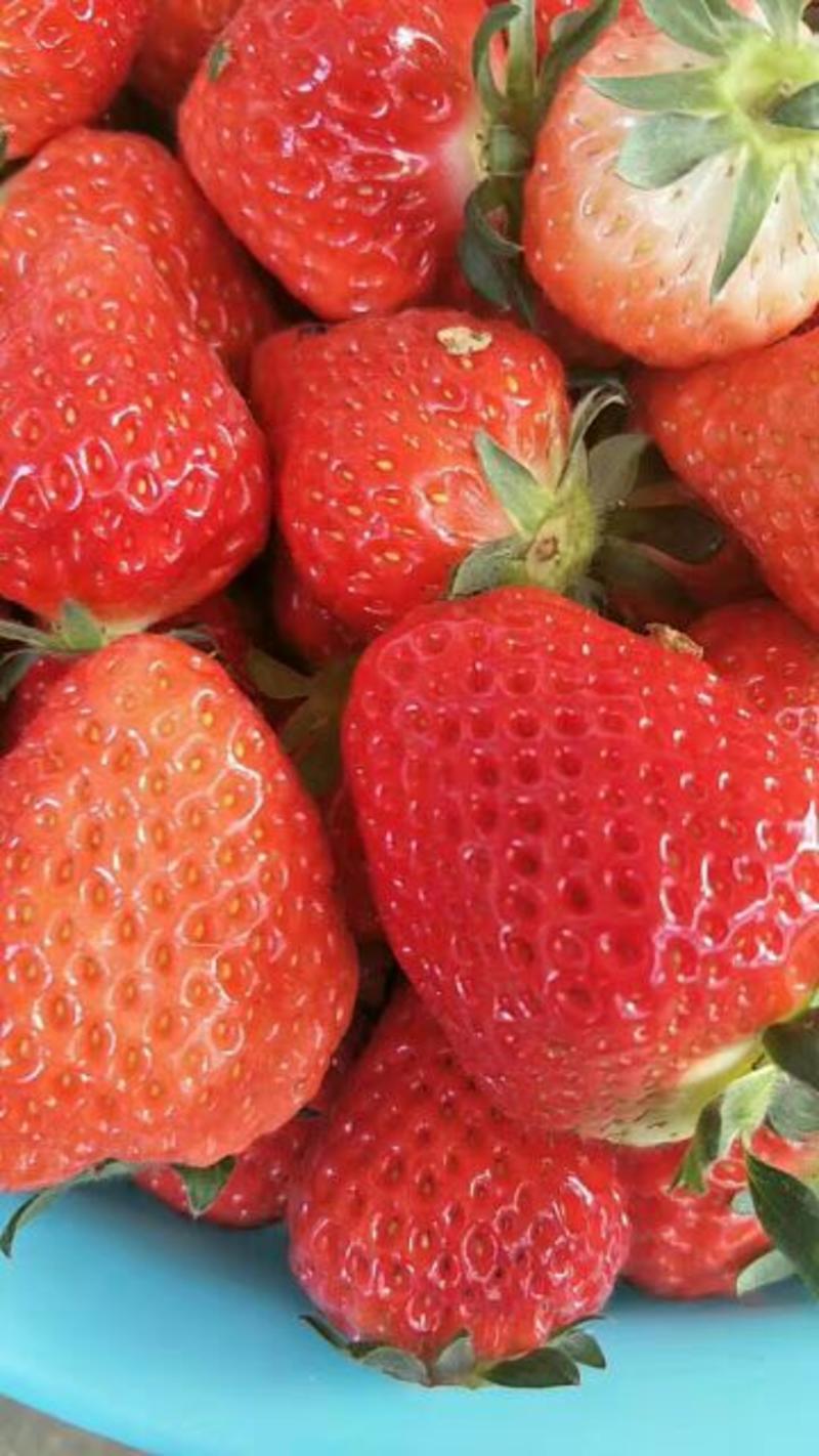 红颜草莓苗20~30cm