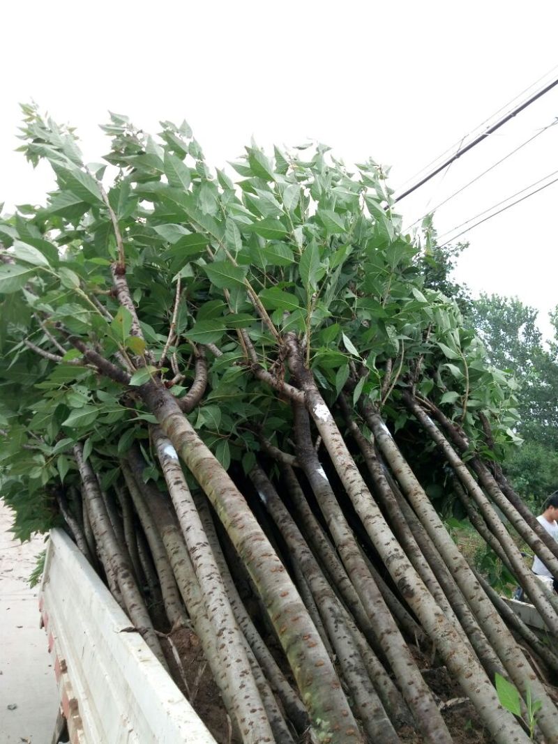 造型树