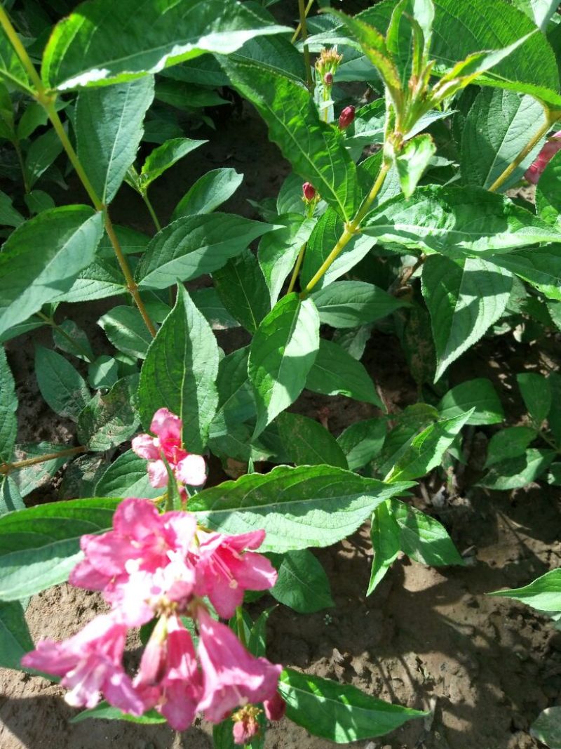 造型树