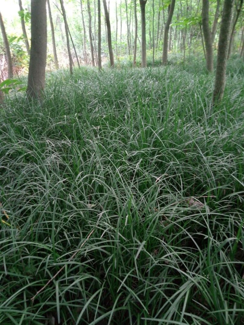 造型树