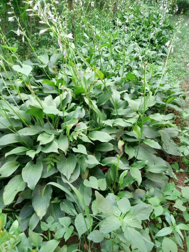 造型树