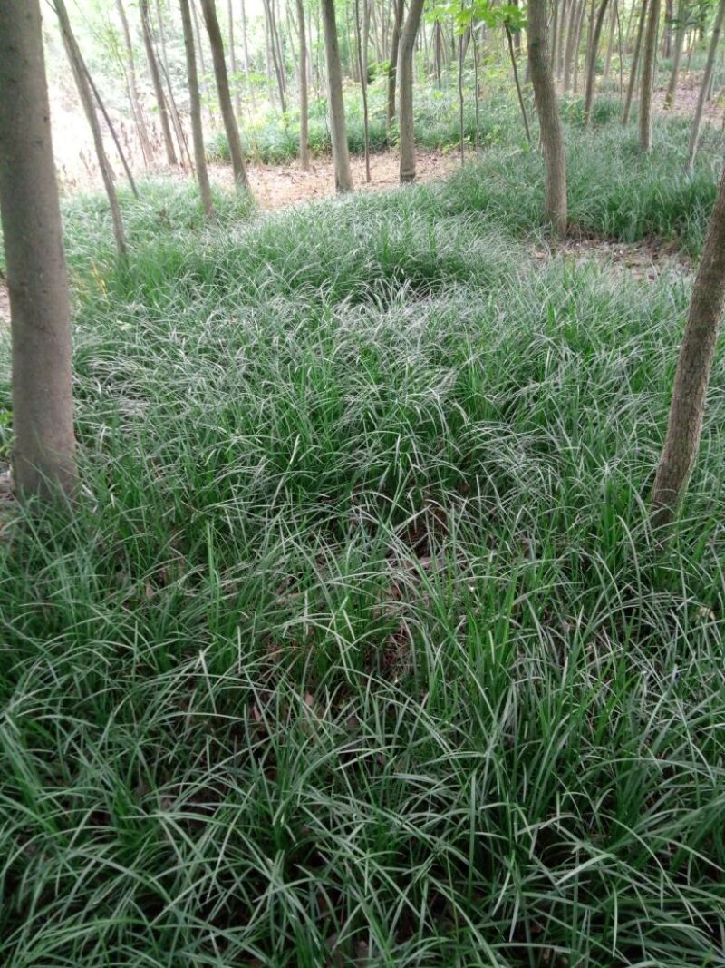 造型树