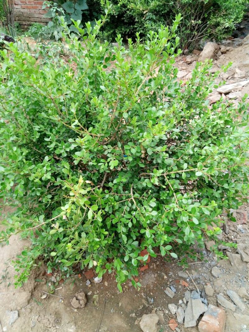 造型树