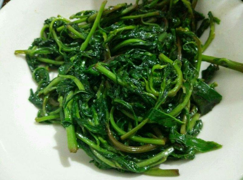 枸杞苗，野生枸杞苗，成活率高