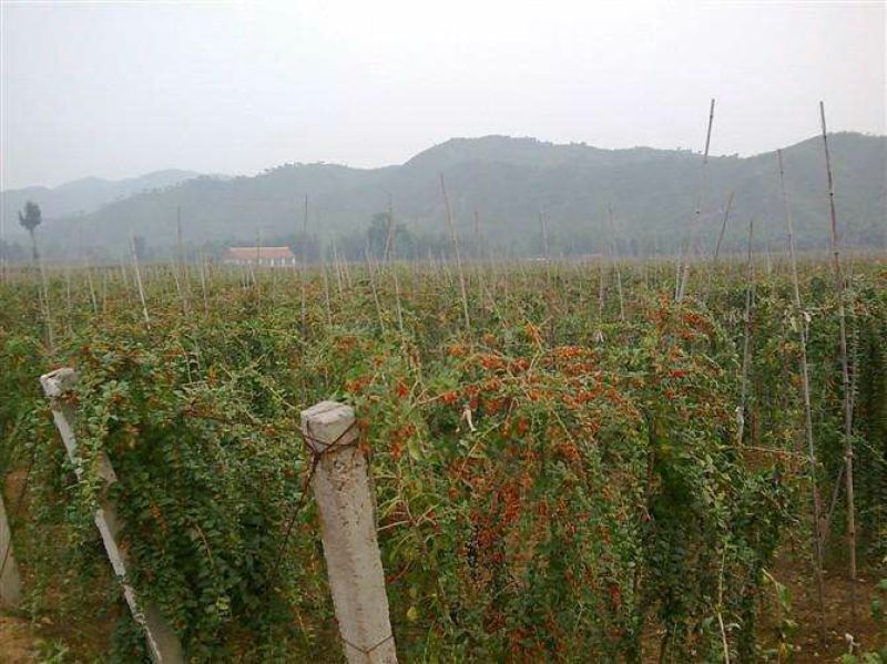 枸杞苗，野生枸杞苗，成活率高