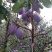 西梅30~35mm