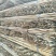 竹子2~3m