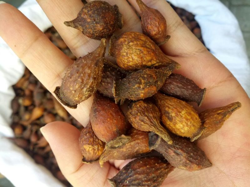 金樱子湖北干货颗粒饱满量大从优