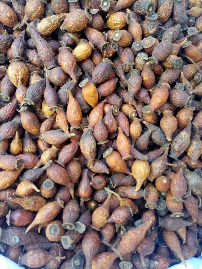 金樱子湖北干货颗粒饱满量大从优
