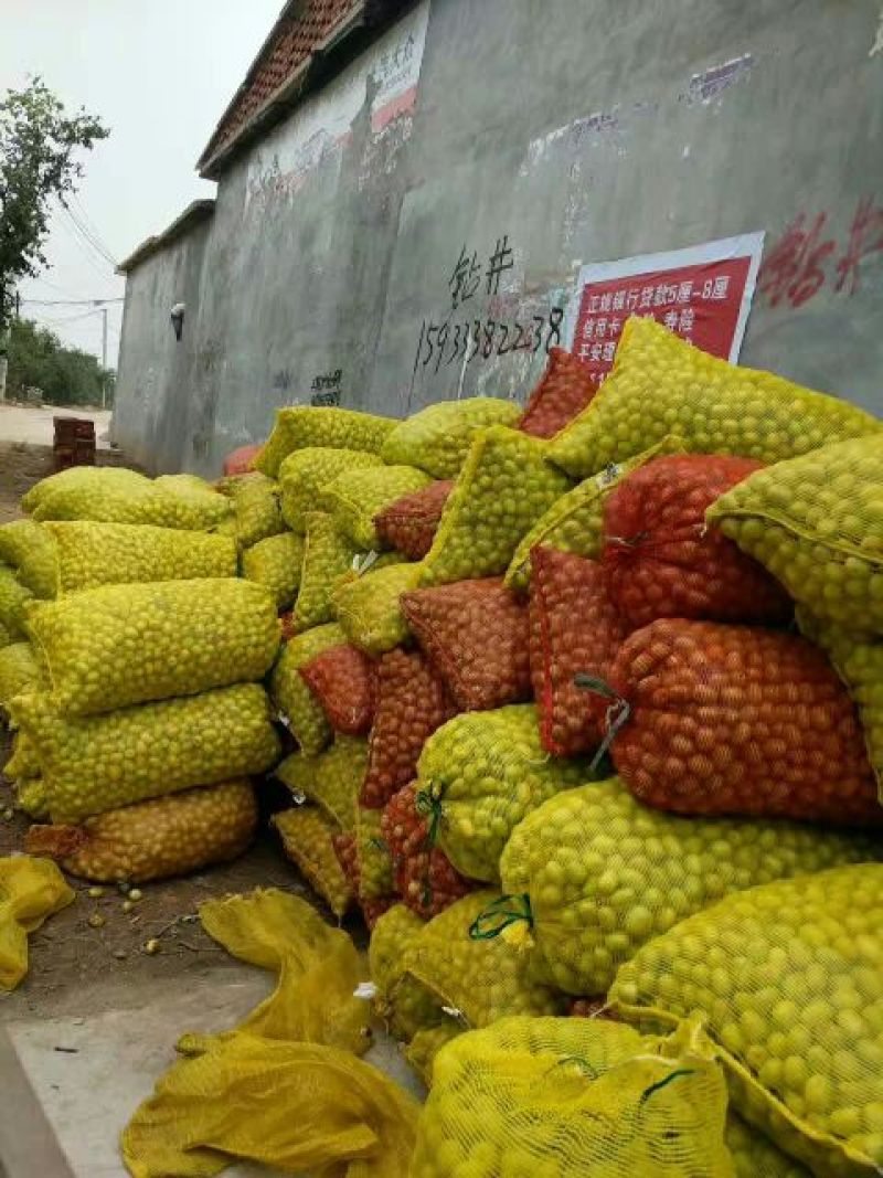 青皮核桃青皮湿