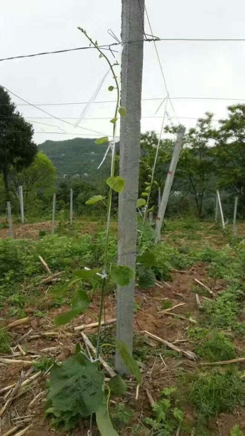 红心猕猴桃