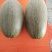 西州蜜瓜5斤以上椭圆形