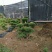 造型树赤楠