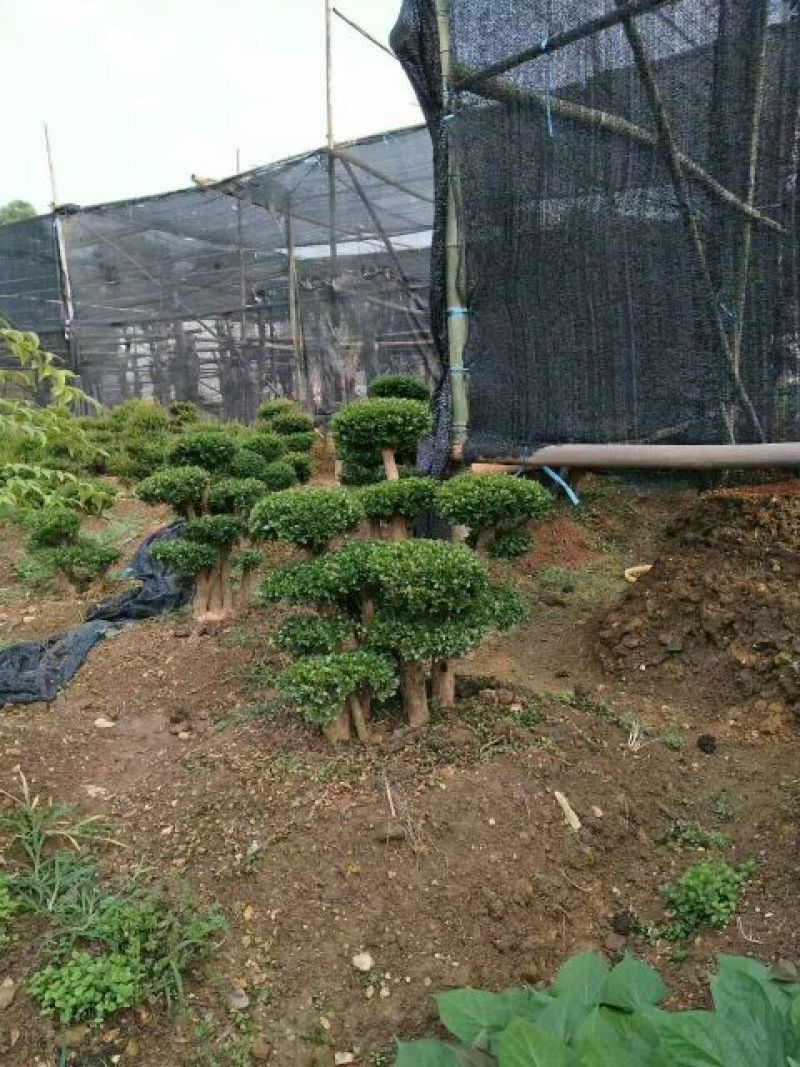 造型树赤楠