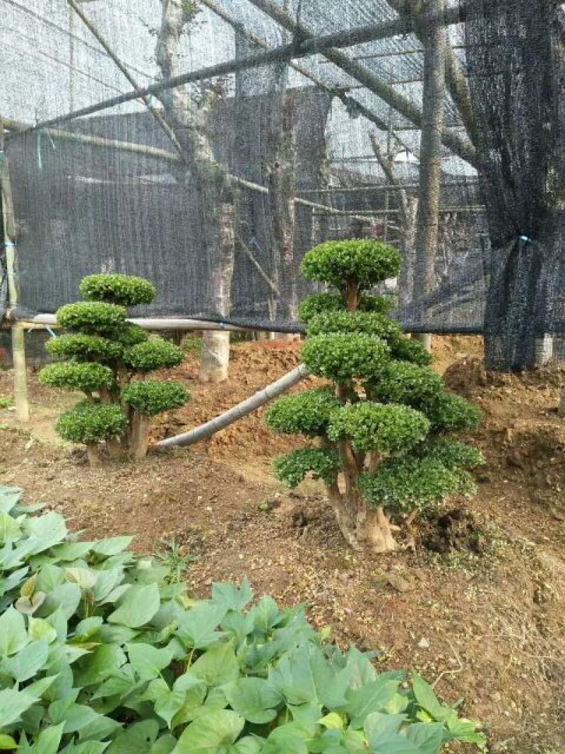 造型树赤楠