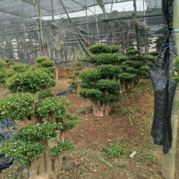 造型树赤楠