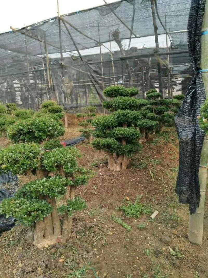 造型树赤楠