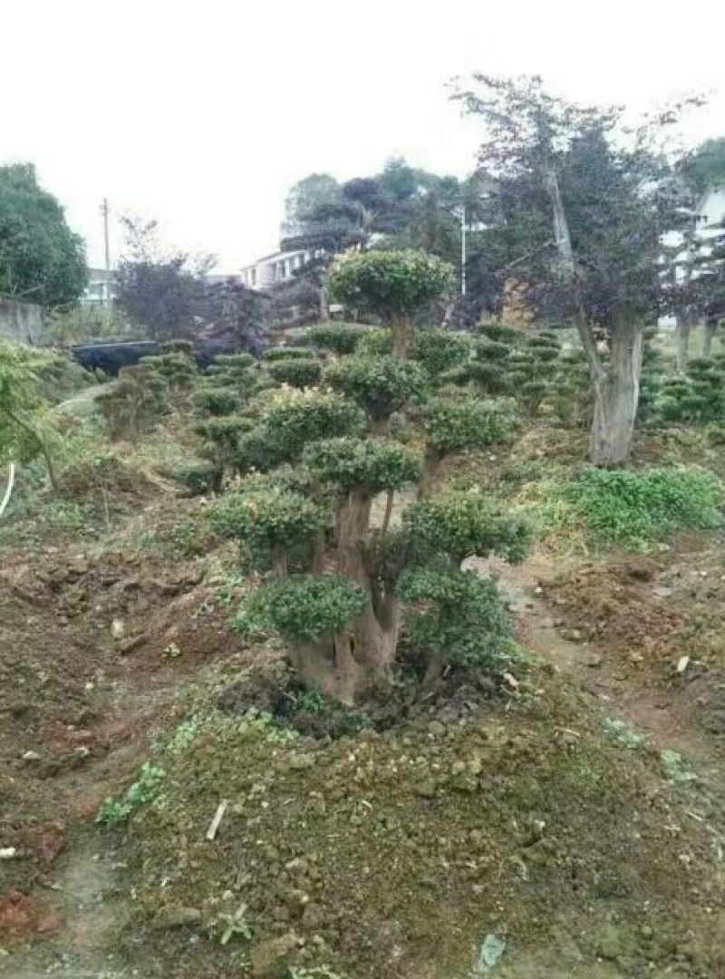 造型树赤楠