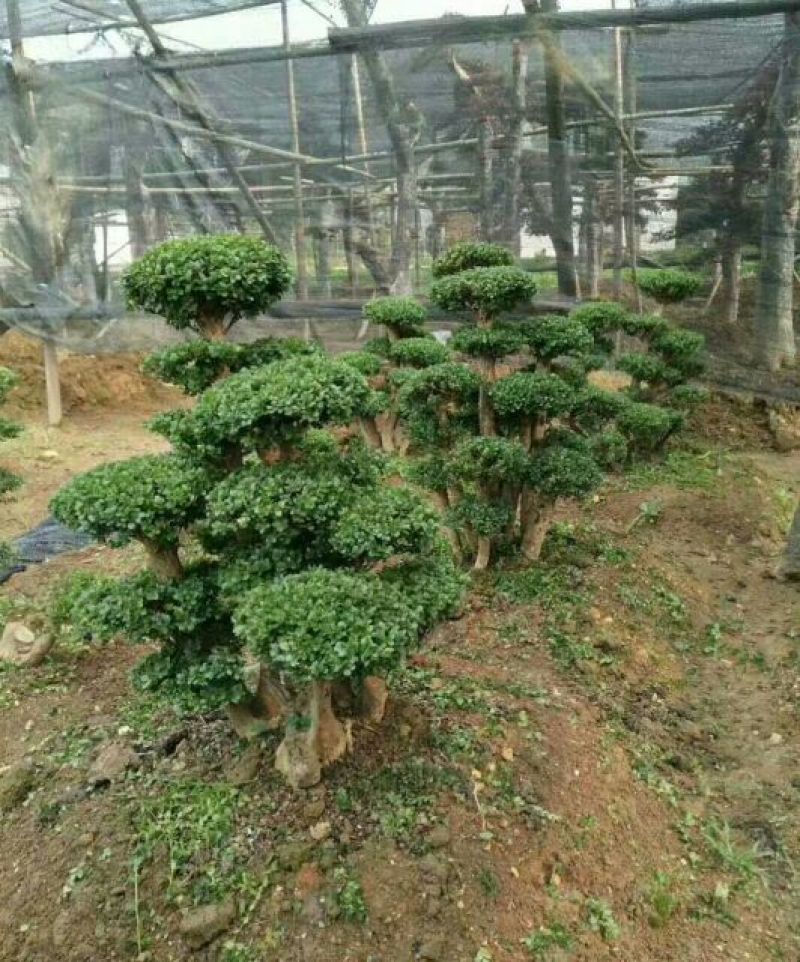 造型树赤楠