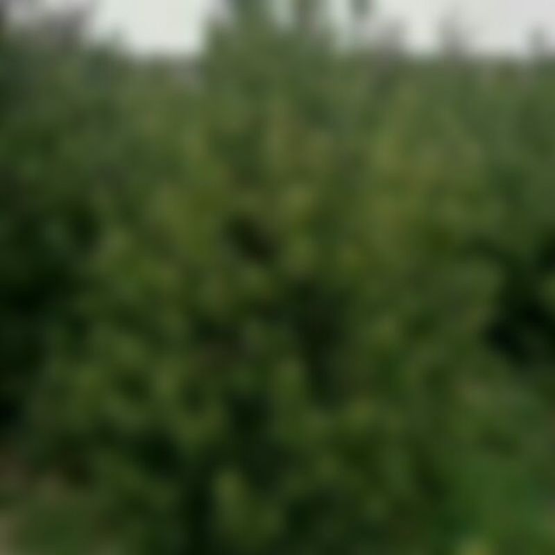 白皮松1.5~2m
