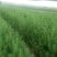 白皮松1.5~2m