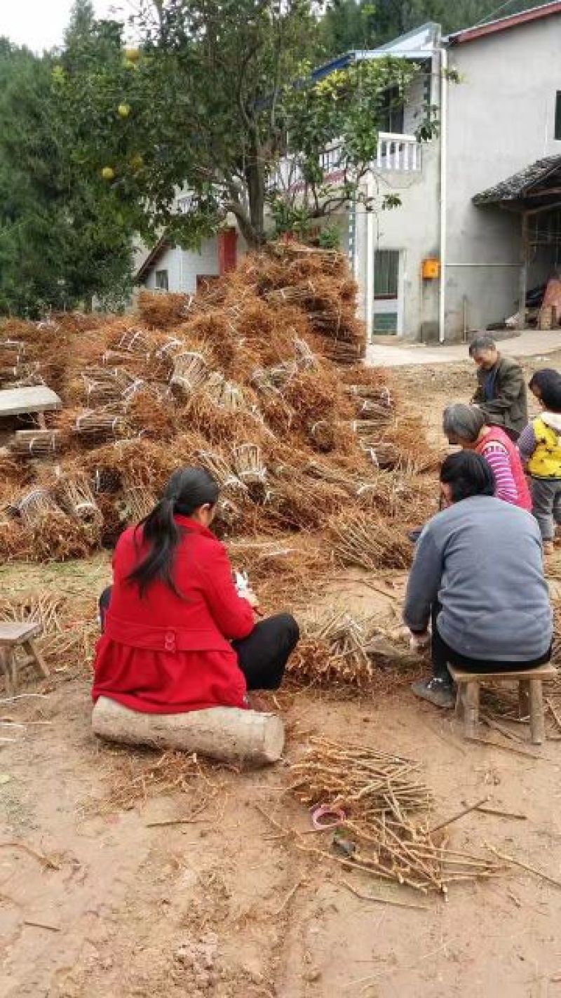 蜂糖李子苗100~150cm