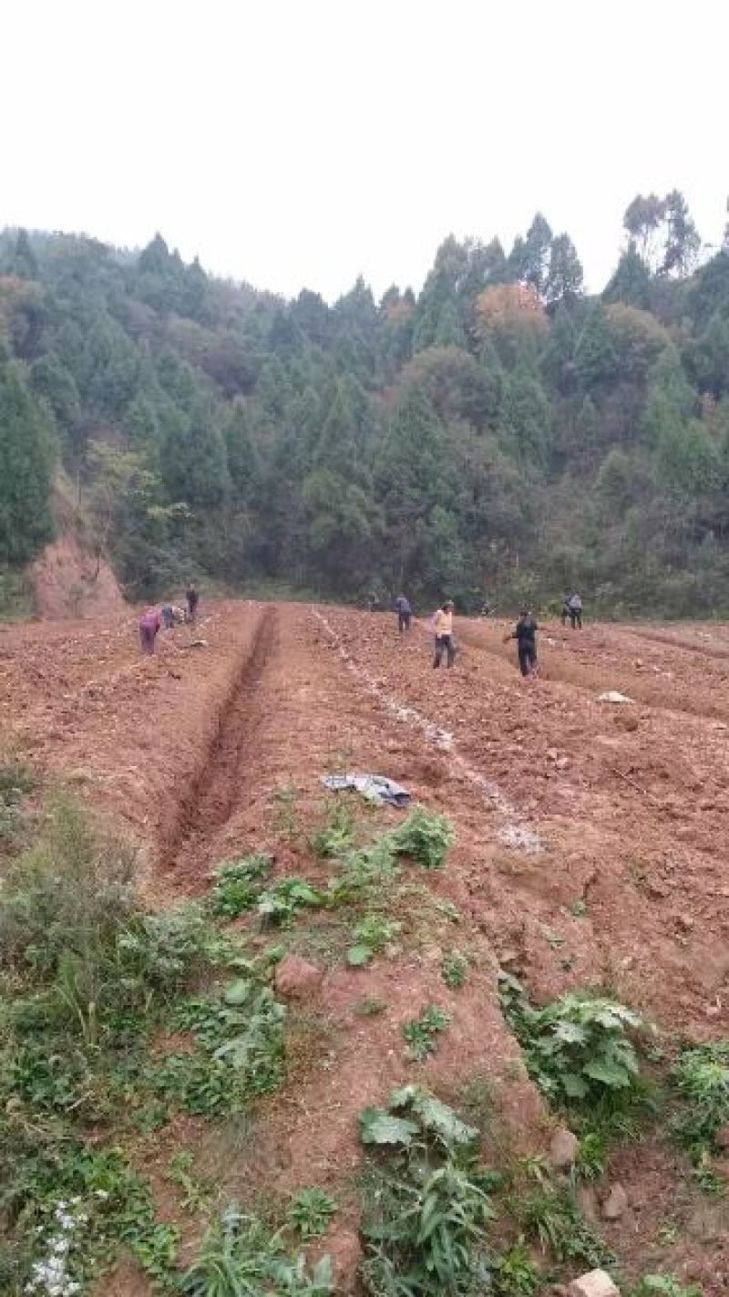 蜂糖李子苗100~150cm