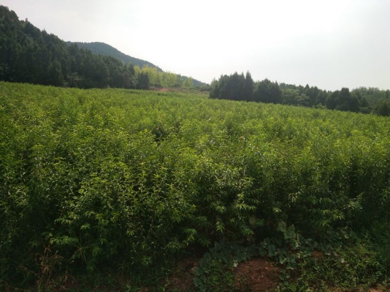 蜂糖李子苗100~150cm