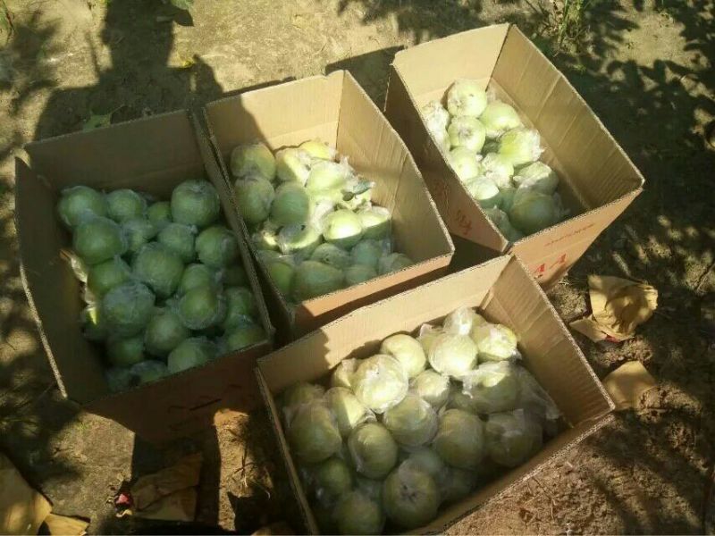 【黄元帅苹果】产地大量供应，保证质量，一手货源