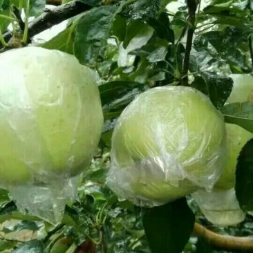 【黄元帅苹果】产地大量供应,保证质量,一手货源