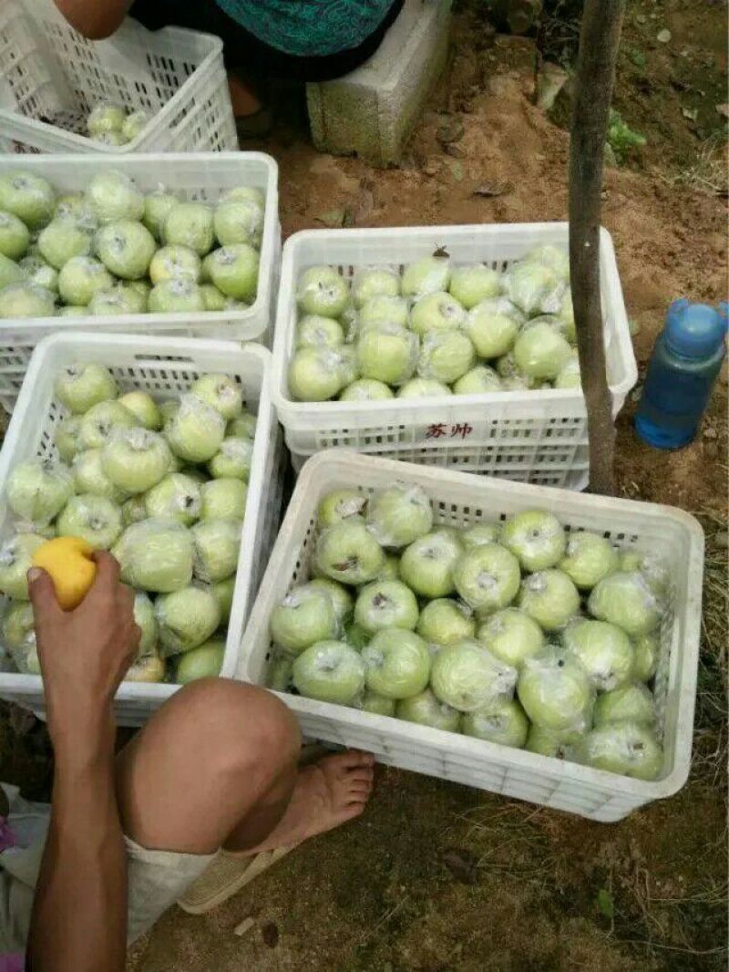 【黄元帅苹果】产地大量供应，保证质量，一手货源