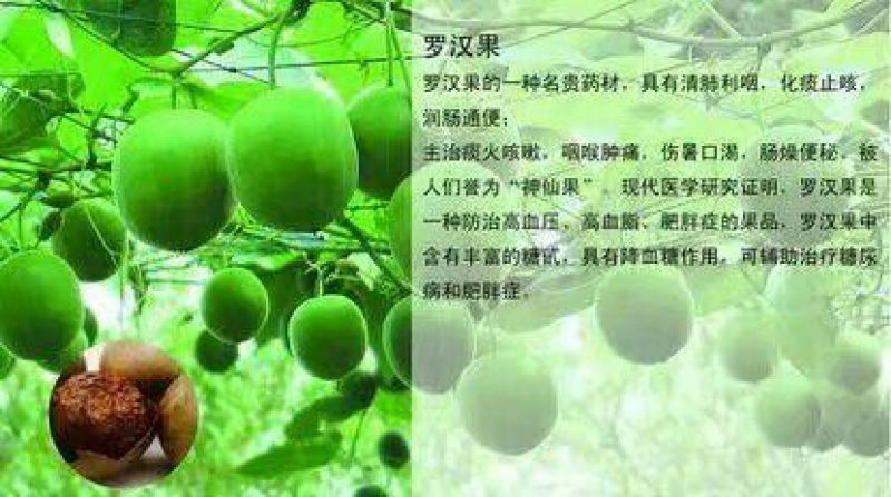 药用罗汉果鲜罗汉果