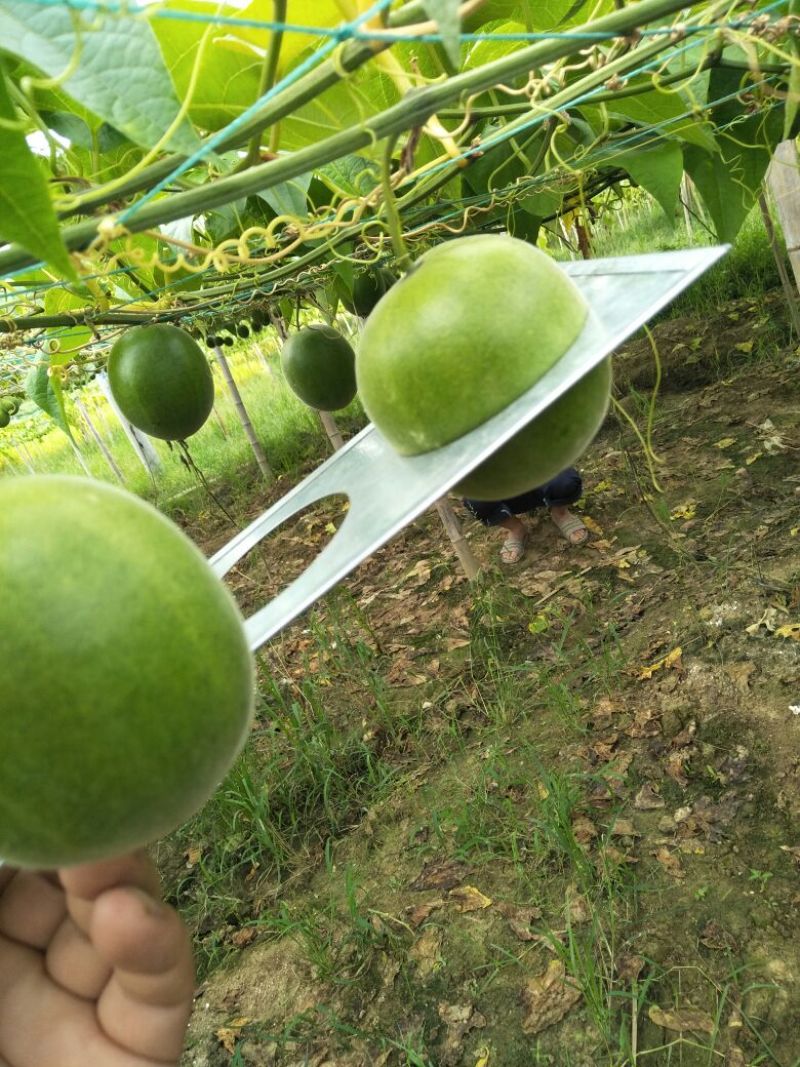 药用罗汉果鲜罗汉果