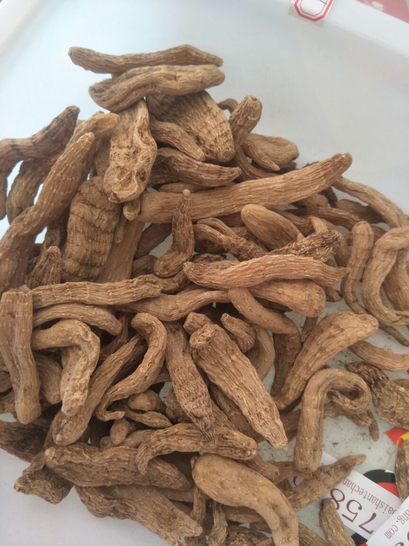 天麻一级