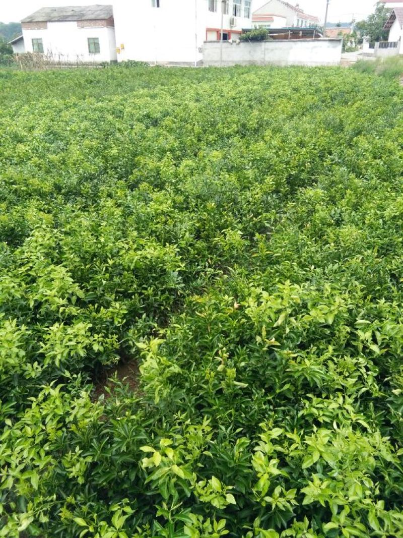 沃柑苗30cm以下