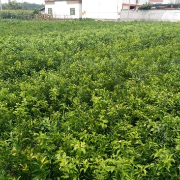 沃柑苗30cm以下