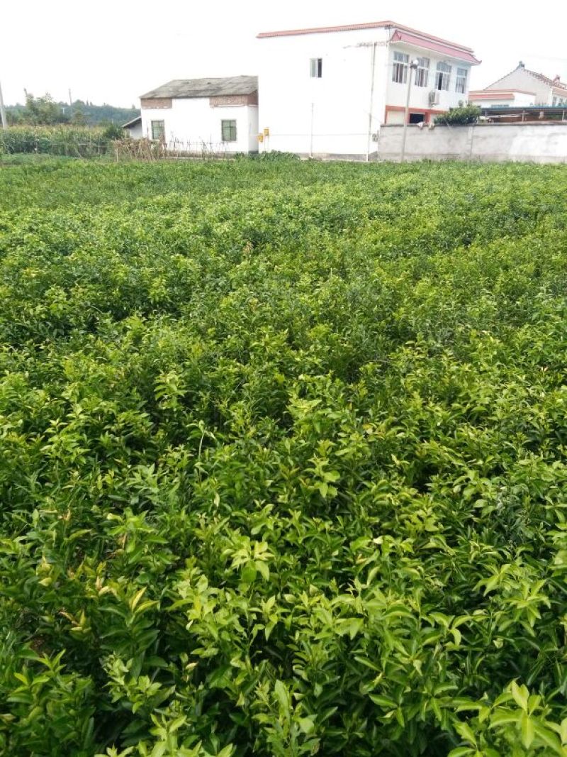 沃柑苗30cm以下