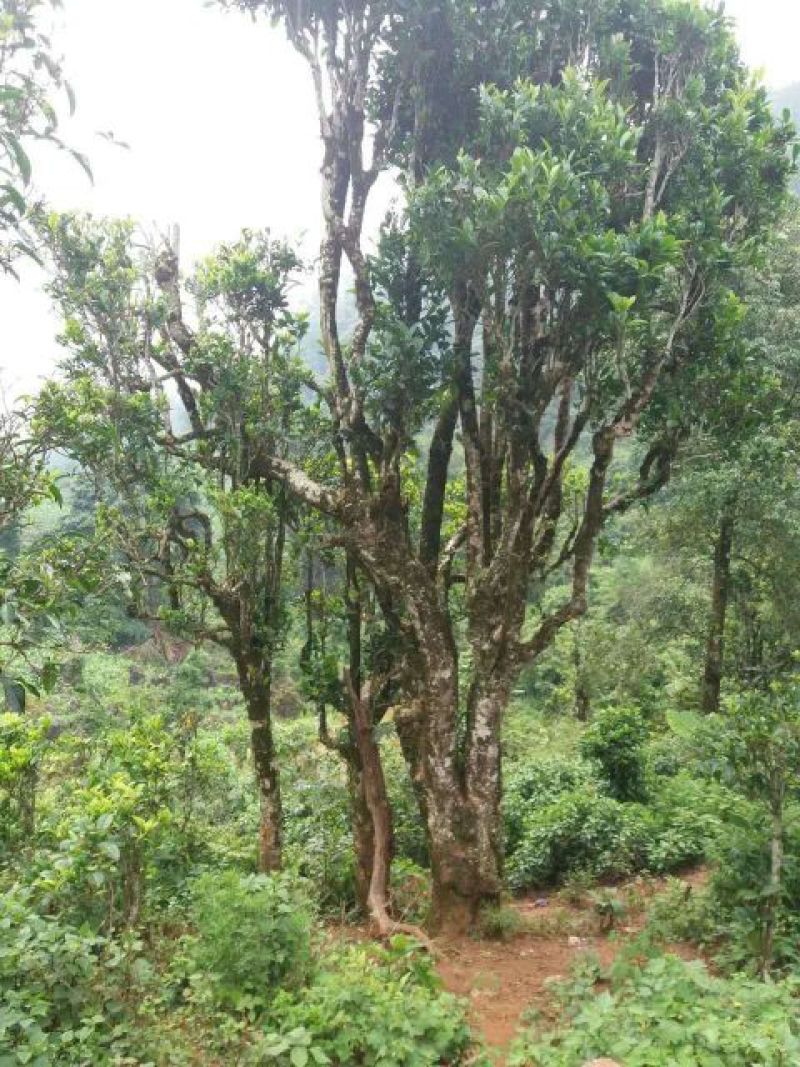 古树茶特级