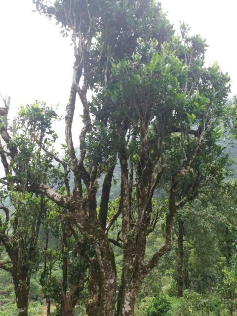 古树茶特级