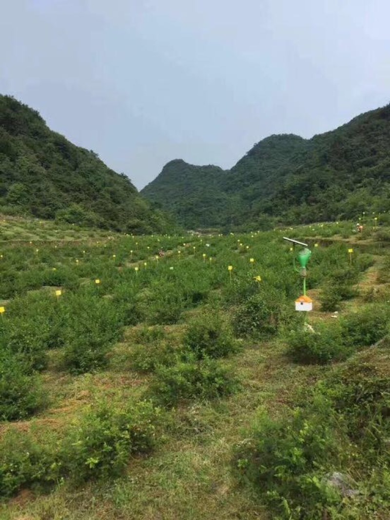 刺梨鲜